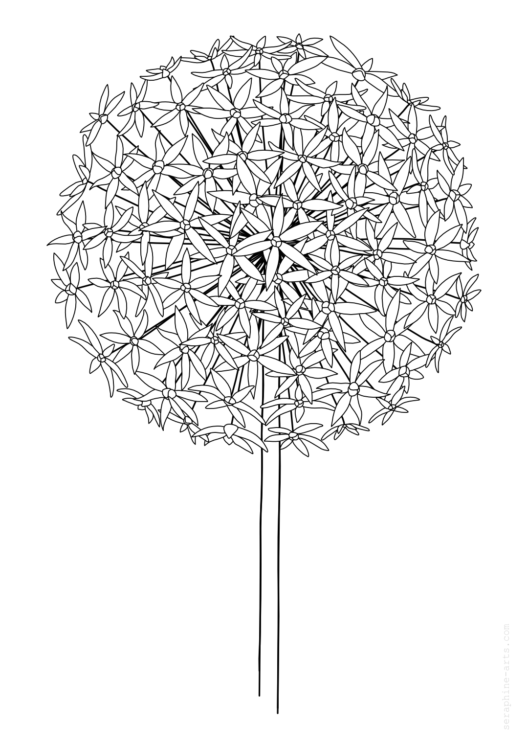 pdf/free-colouring-page-allium-flower.jpg