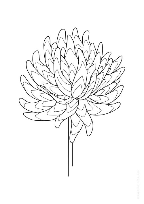 pdf/free-colouring-page-chrysanthemum.jpg