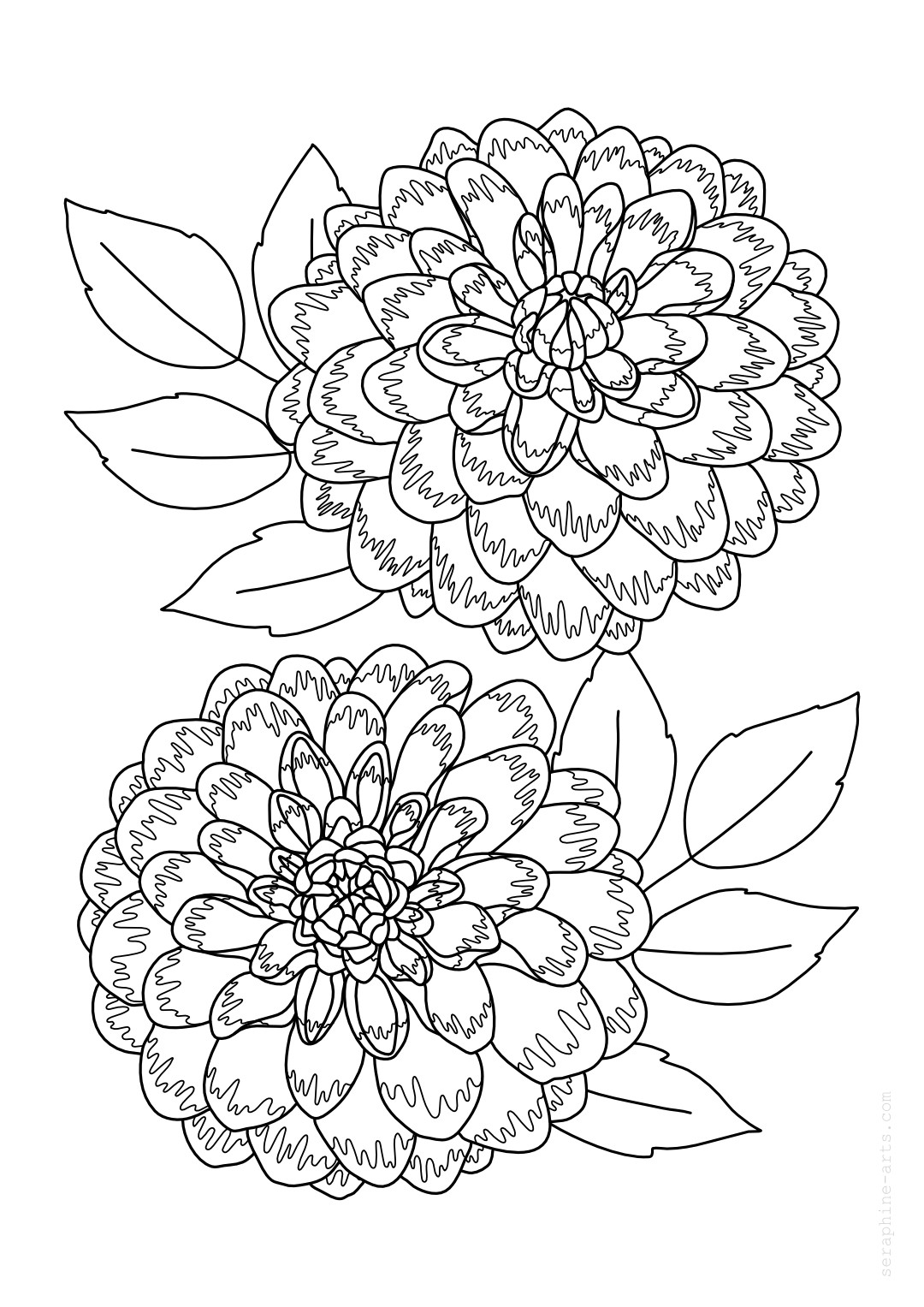 pdf/free-colouring-page-dahlia-flowers.jpg