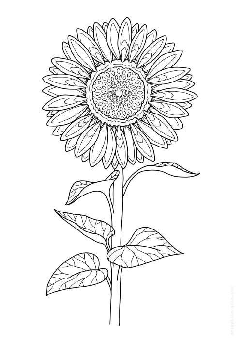 pdf/free-colouring-page-sunflower.jpg