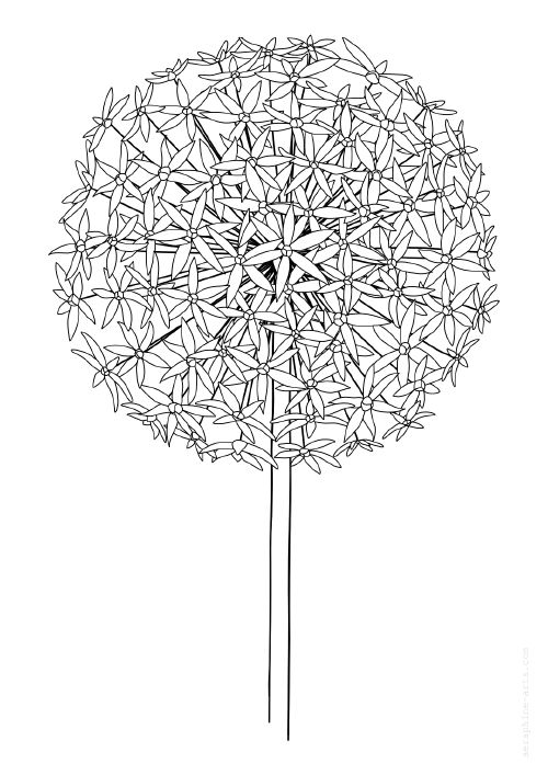 pdf/free-colouring-page-allium-flower.jpg