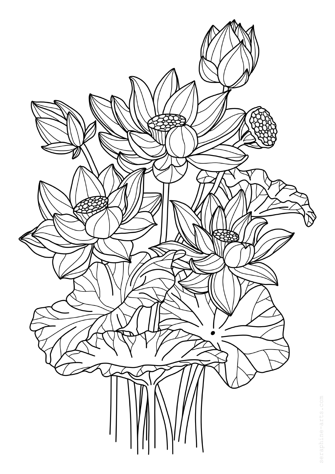 pdf/free-colouring-page-lotus-flower.jpg